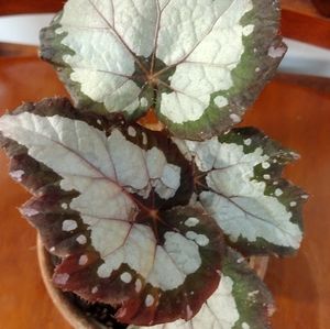 Royal Crown Rex Begonia